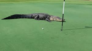GolfGator